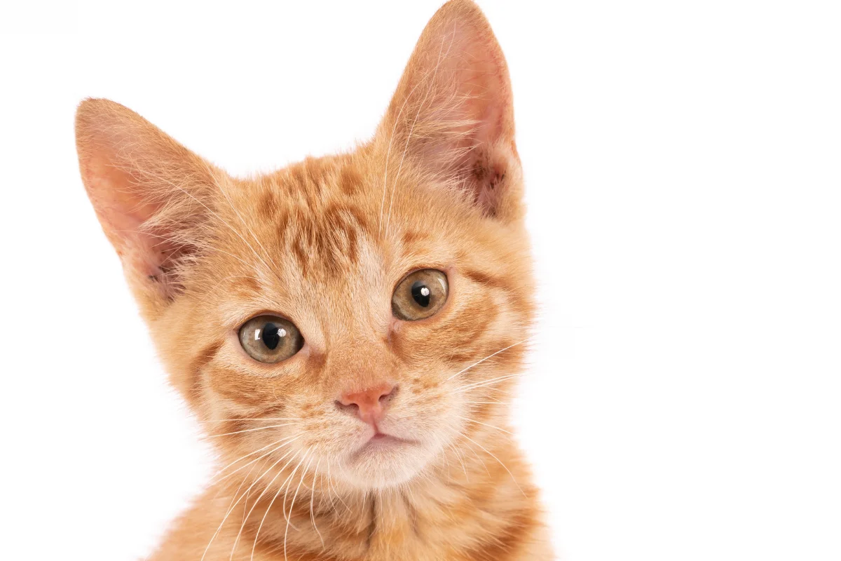 Kedi Tırmalamasına Karşı Dayanıklı Kumaşlar